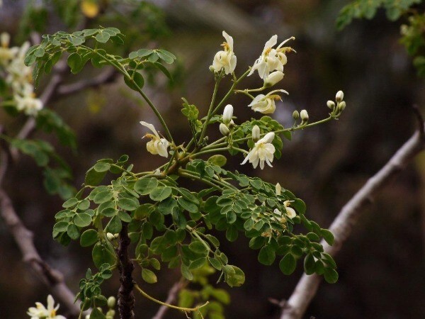 Moringa oleifera | Miracle Tree | Drumstick Tree | Horseradish Tree | 25 Seeds