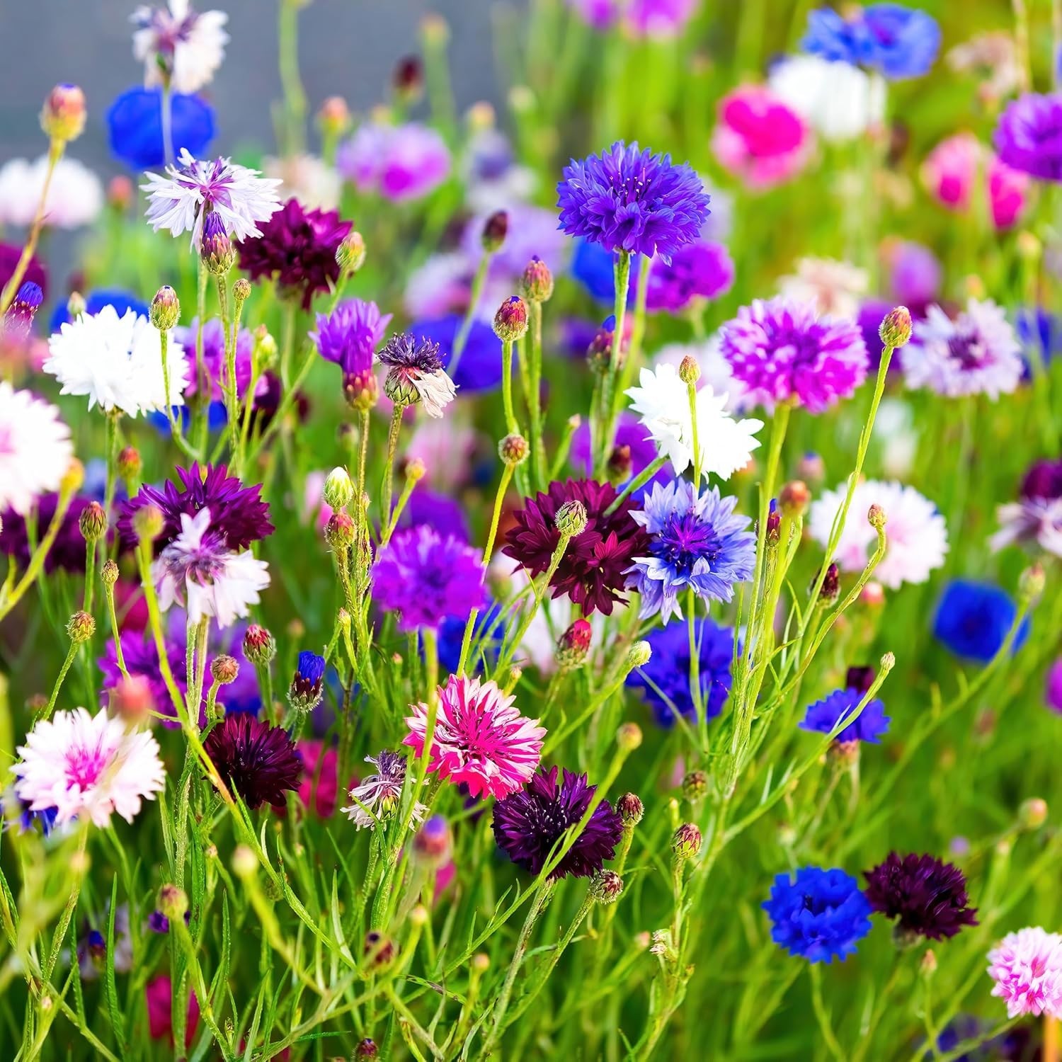 The Old Farmer’s Almanac Bachelors Buttons Seeds – Blue,Pink,Purple,White
