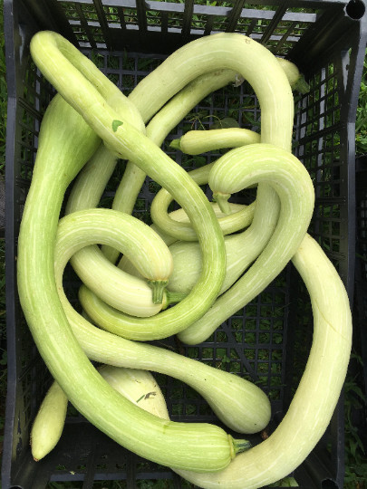 500 Trombocino Rampicante seeds; Tromboncino Climbing Zucchini; Zucchino Squash