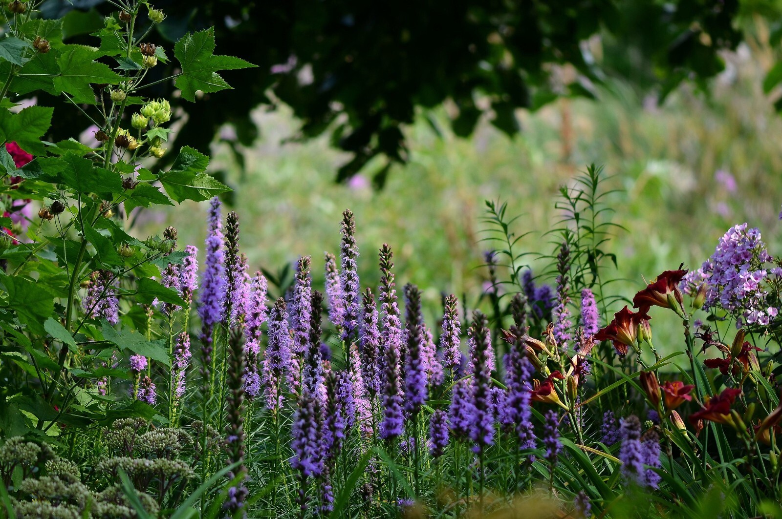 Liatris Spicata – Floristan Violet seed
