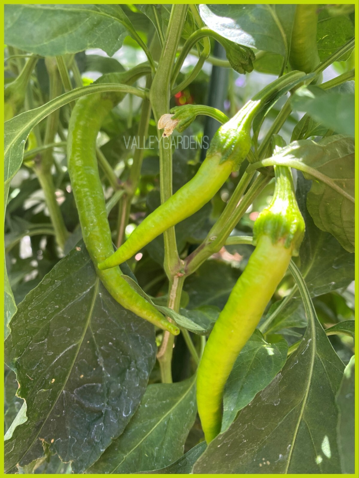 🌱 New! Hangzhou Hot Chili Pepper 25 Seeds 🌱High Productive