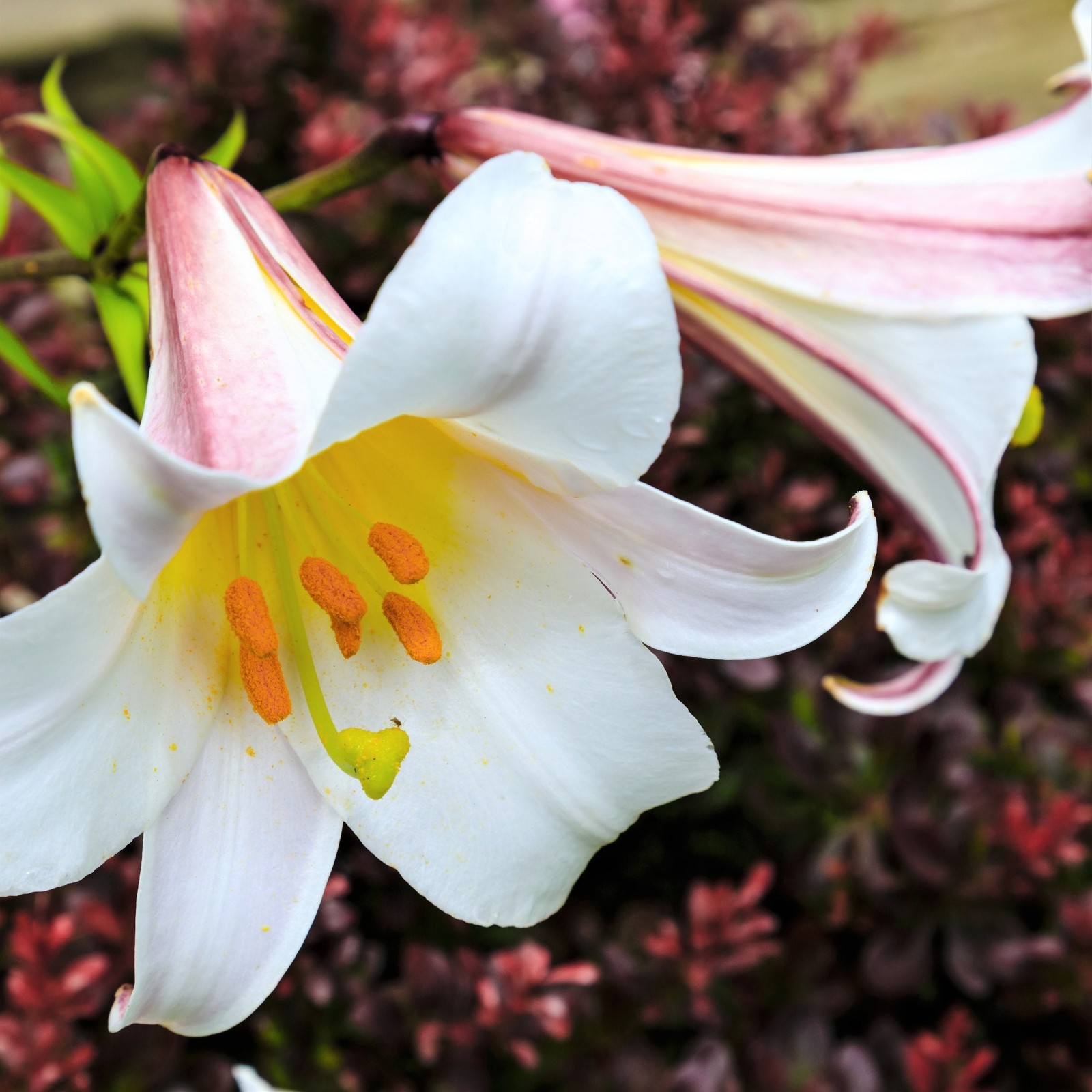 Lilium Trumpet Lily Regale 1 Flower Bulb – Summer Large White Fragrant Blooms