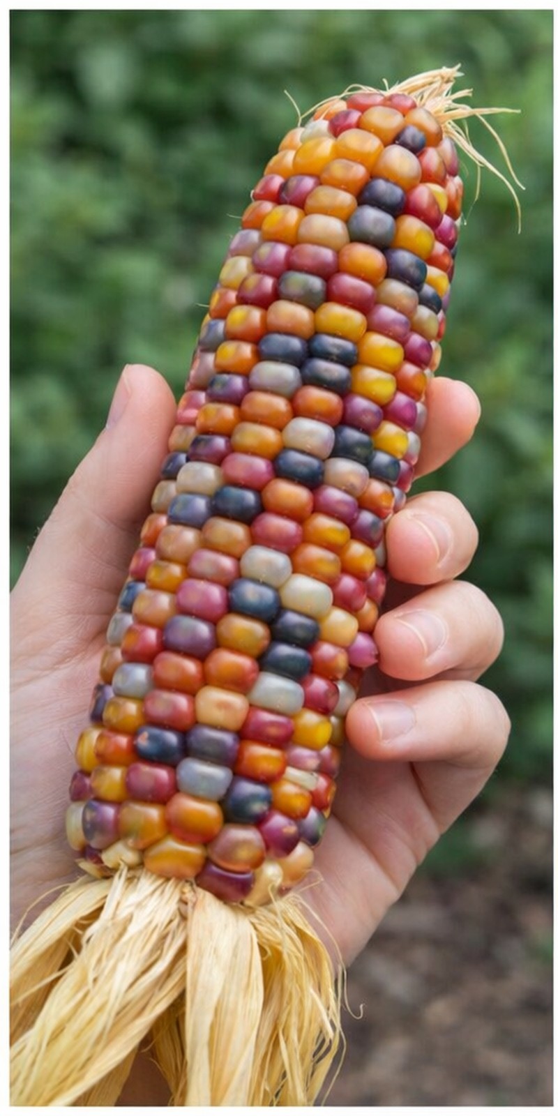 25+ Organic Glass Gem Indian Corn Seeds For Planting Beautiful And Vibrant!