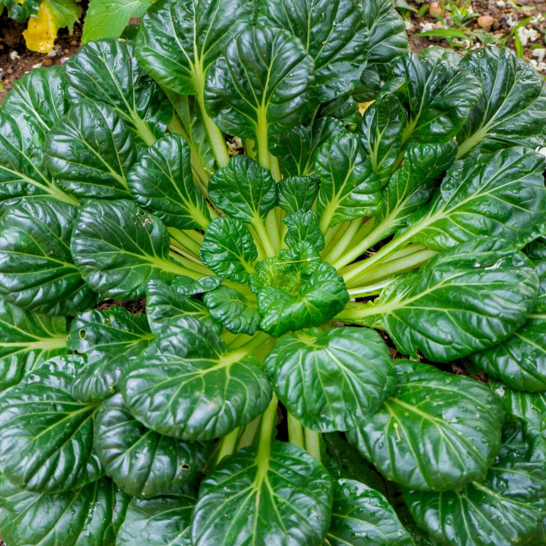 Fresh Tat Soi Asian Cabbage Seeds | Heirloom Non-GMO | Asian Vegetables
