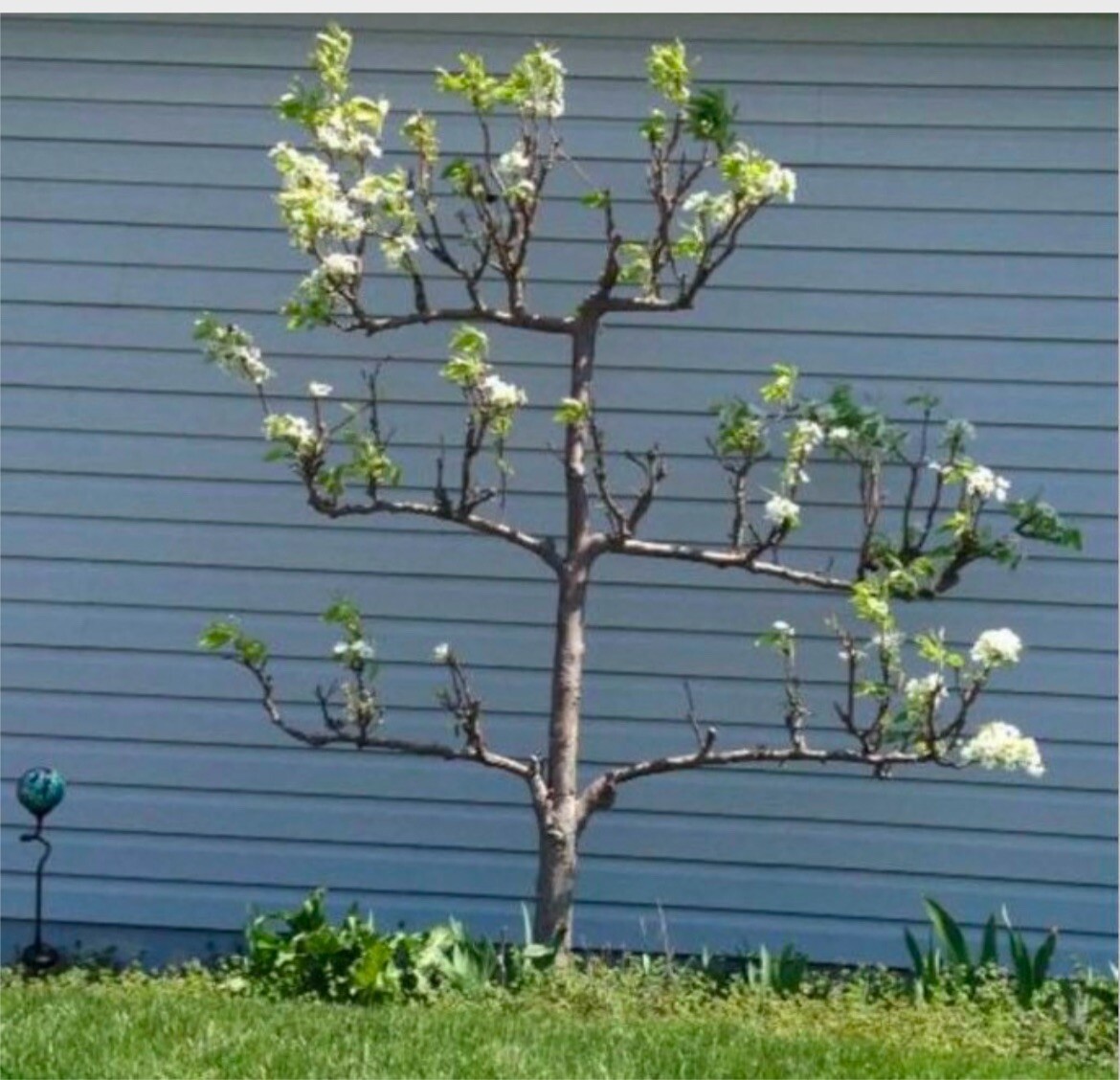 Orient pear, 4 ft tall grafted tree bareroot Pyrus communis Asian