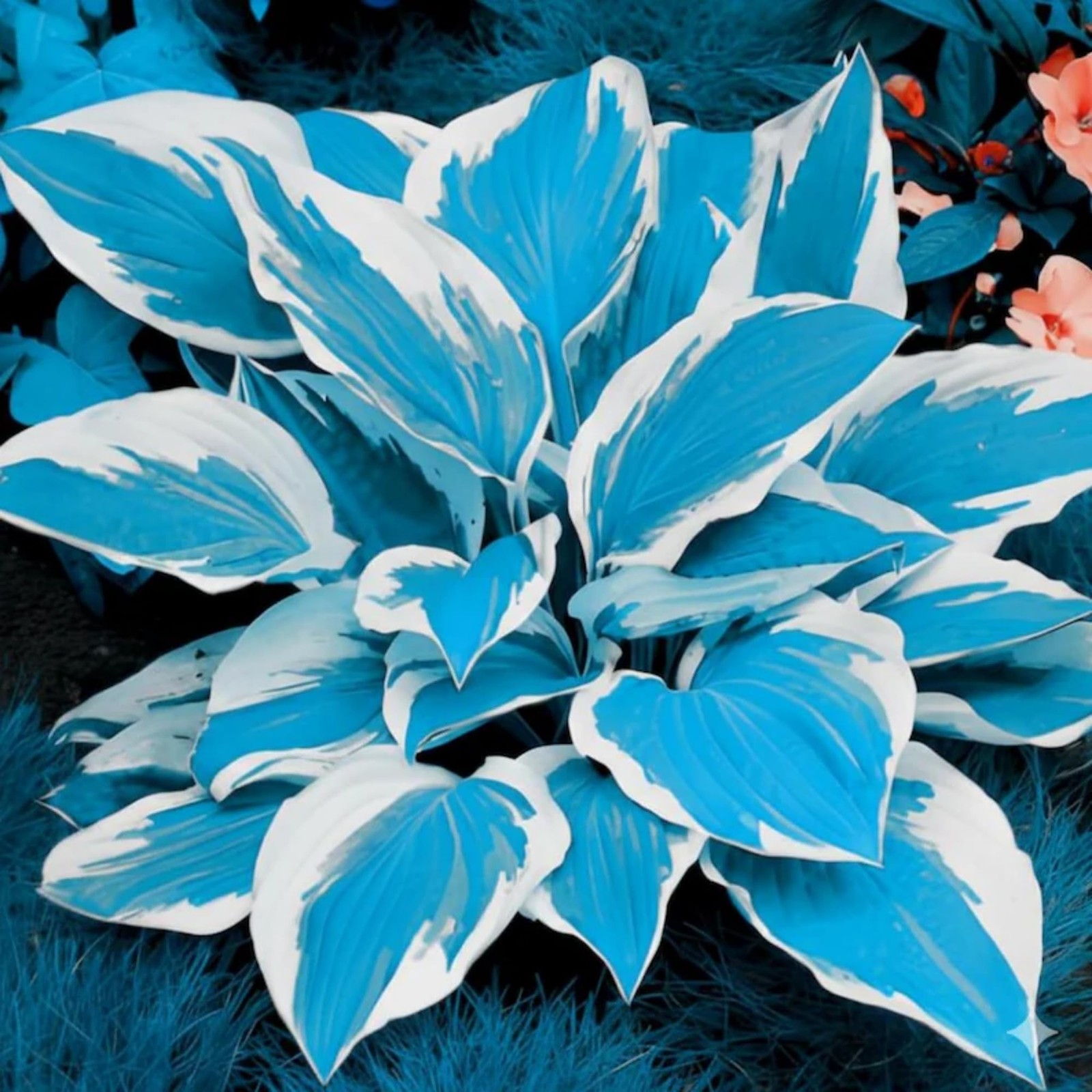 200+ Hosta Seeds Heart-Shaped Hosta Bare Roots – Rich Foliage, Heart Shaped Leav