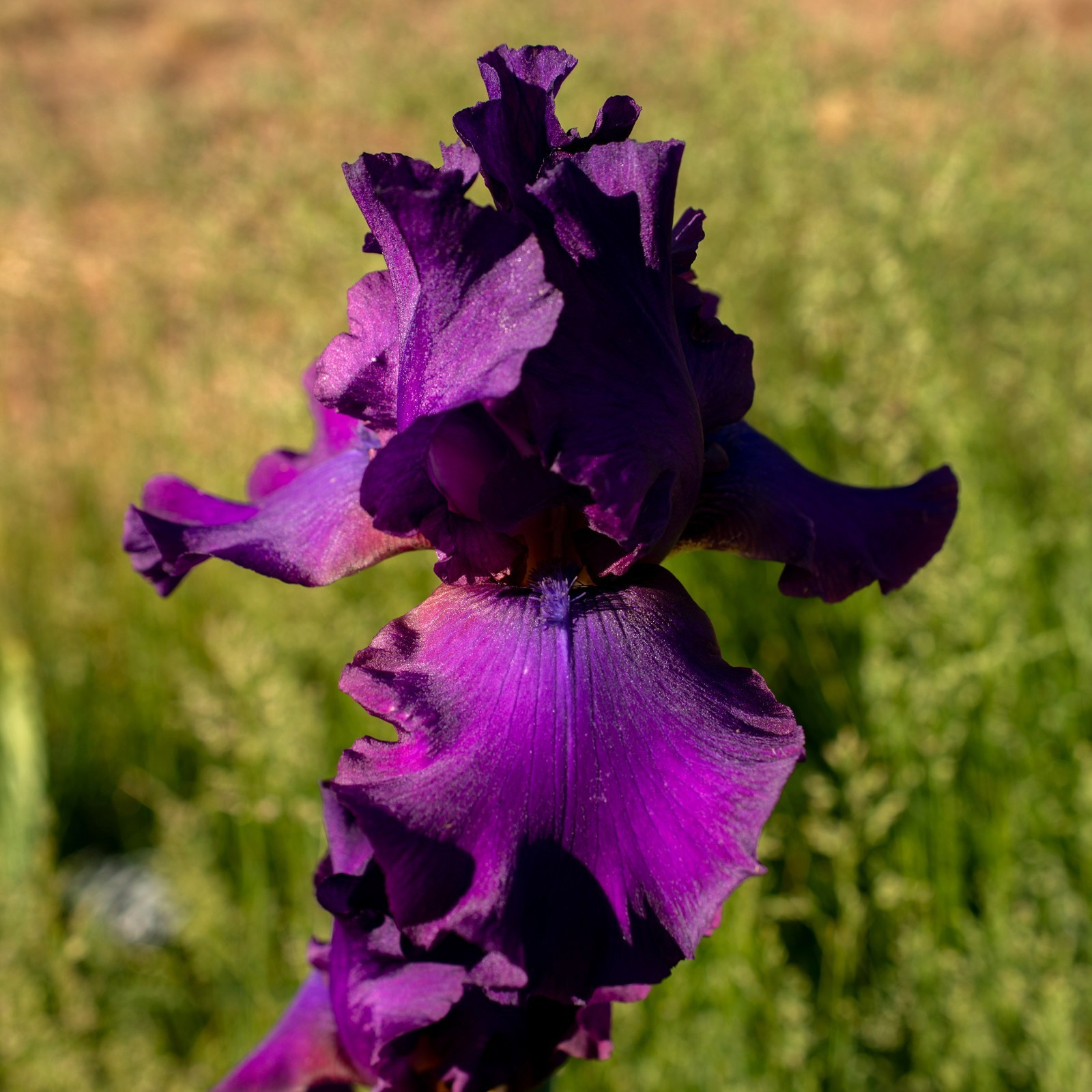 **SWINGTOWN* Tall Bearded Iris. Pre-Order, Fresh Dig, Combined Ship: Jul – Sep