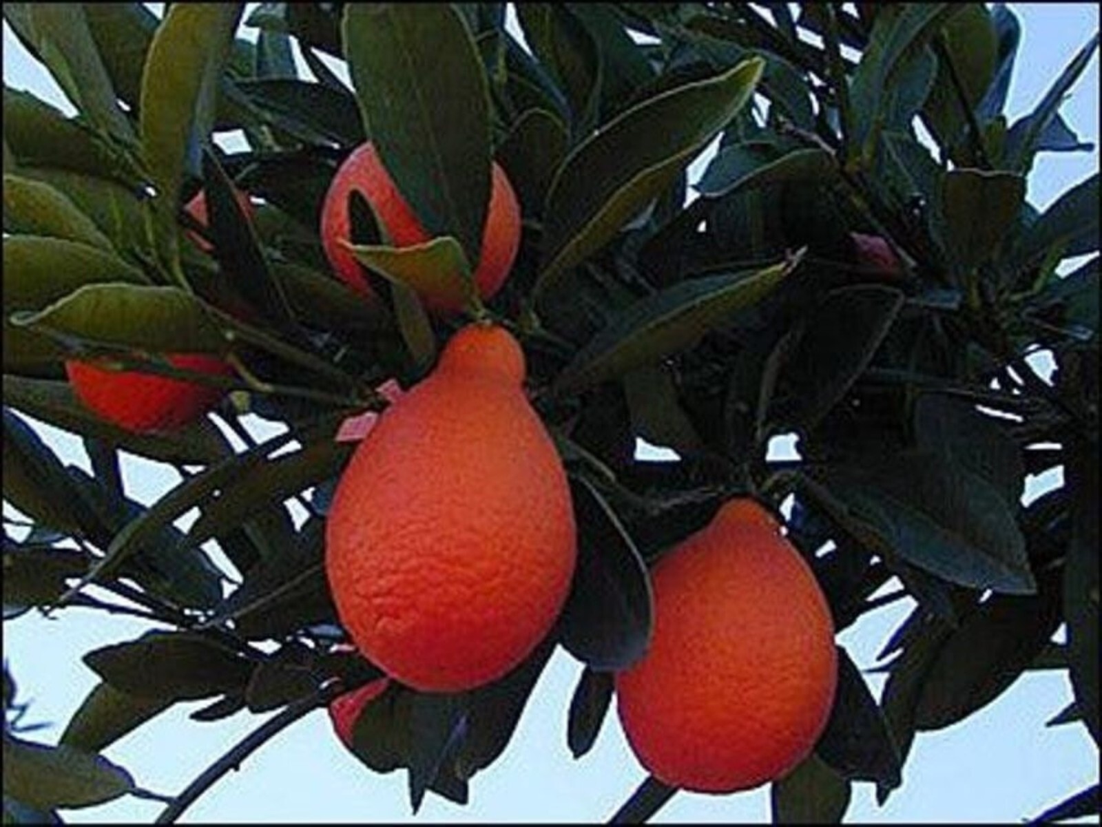 California only!! Indio Mandarinquat Semi-Dwarf Kumquat Tree, 24-36 inches tall