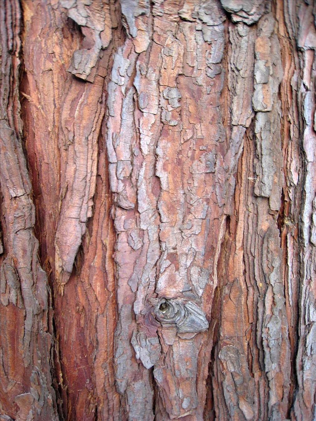 Incense Cedar, Calocedrus decurrens (Libocedrus decurrens), Tree Seeds