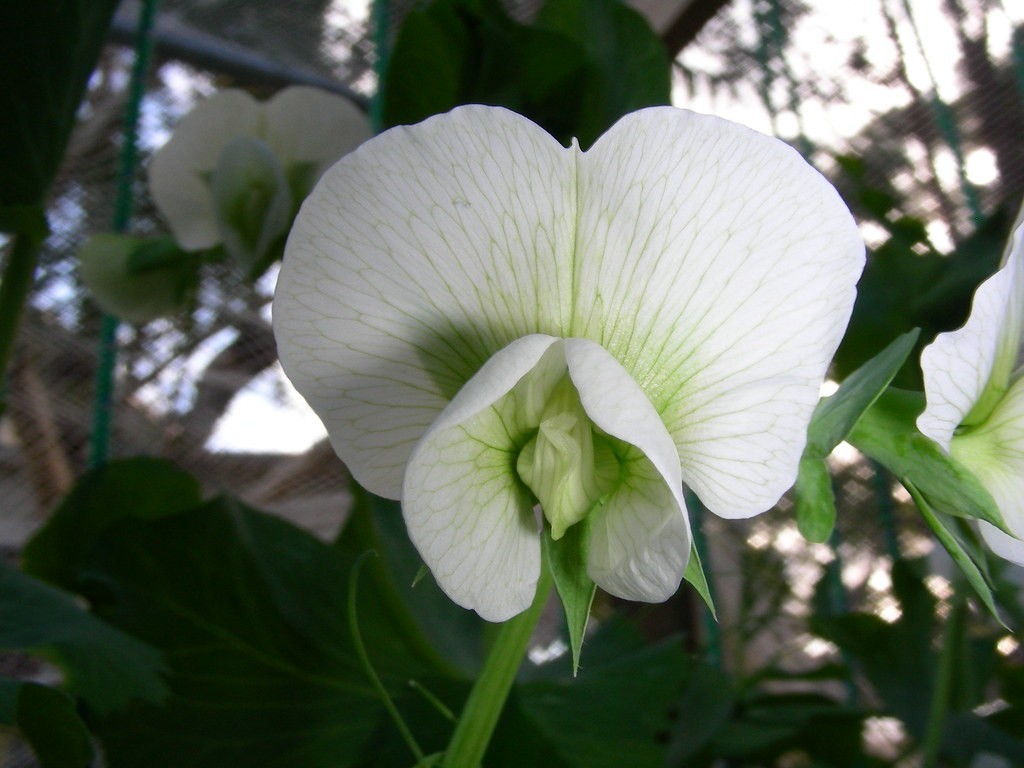50+ PEA SEEDS – SUGAR SNAP DADDY, Heirloom |Non-GMO |COLD Season for planting