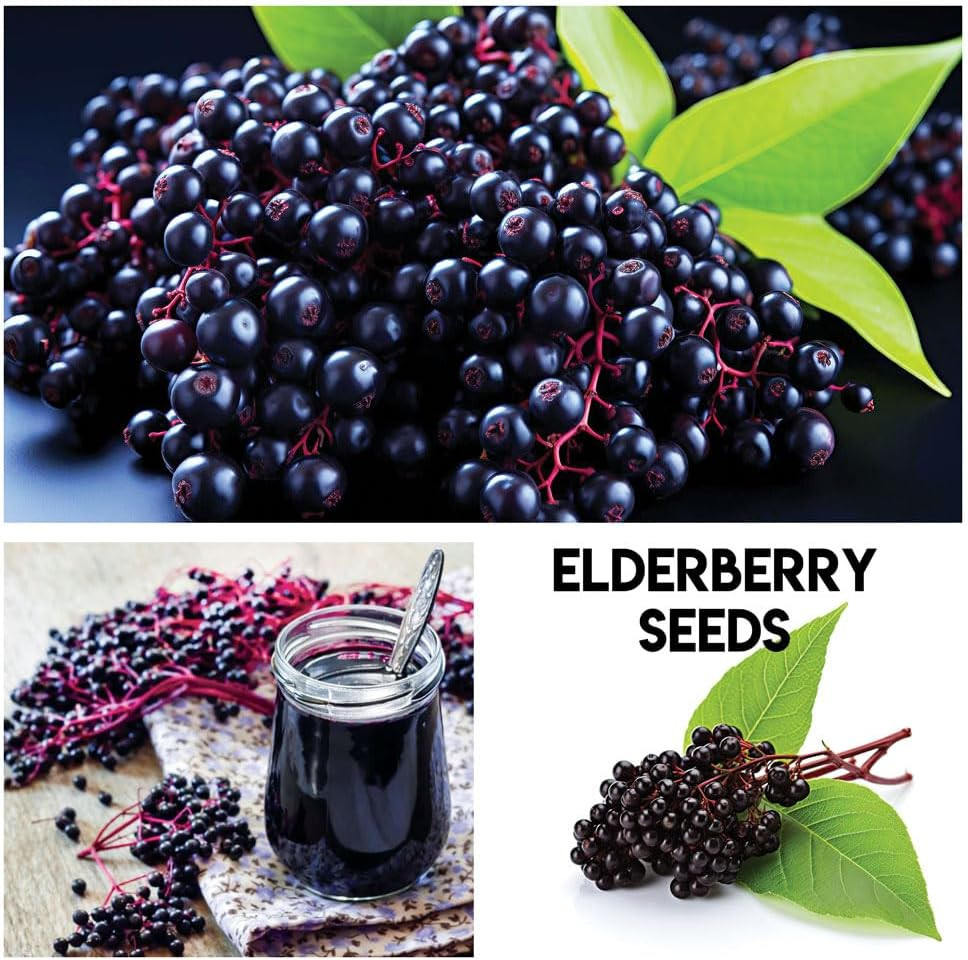 Fruit Garden Seeds Kit – Elderberry, Blueberry, Raspberry, Strawberry, Mulberry