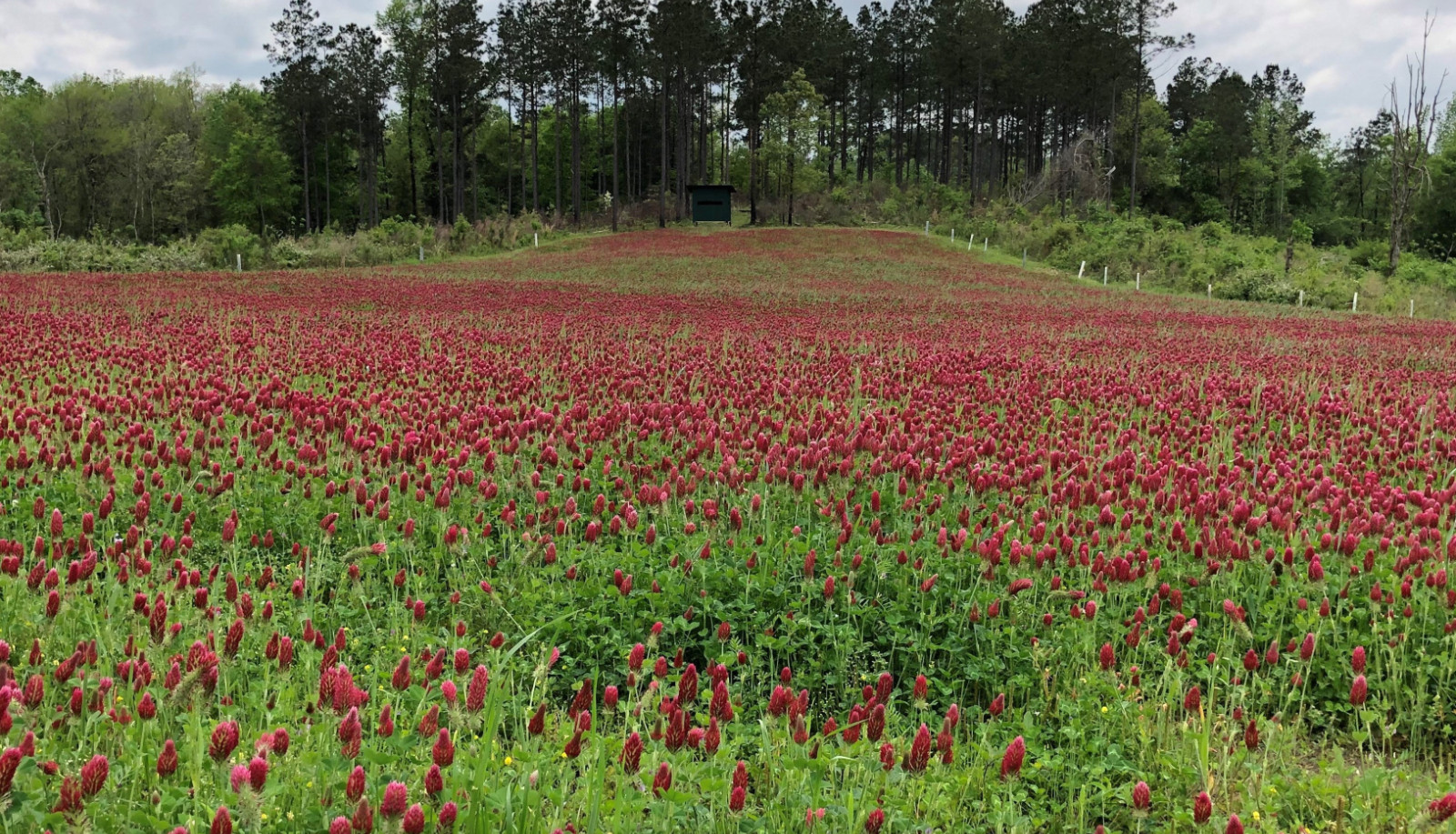 Crimson Clover Seed – with moisture retaining coating – Cover Crop