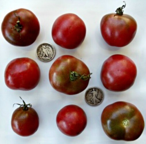 Branywine Collection 1, 40 seed packet each of Pink Red Black Yellow Orange