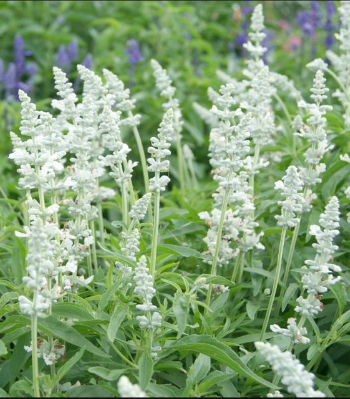 Salvia, Sage VICTORIA SERIES WHITE Flowers Pollinators Bees Non-GMO 200 Seeds