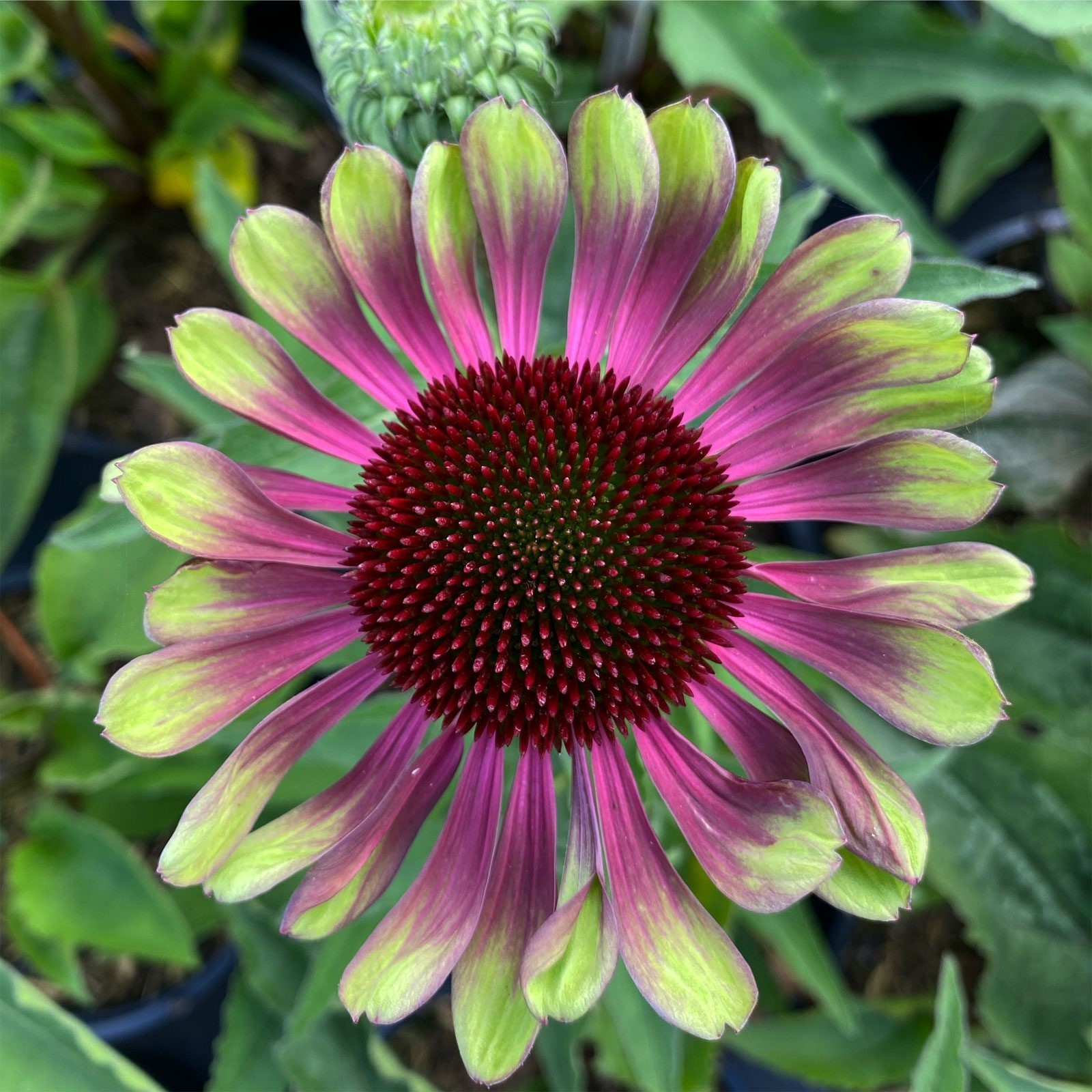 Echinacea purpurea Green Twister | 5_Seeds