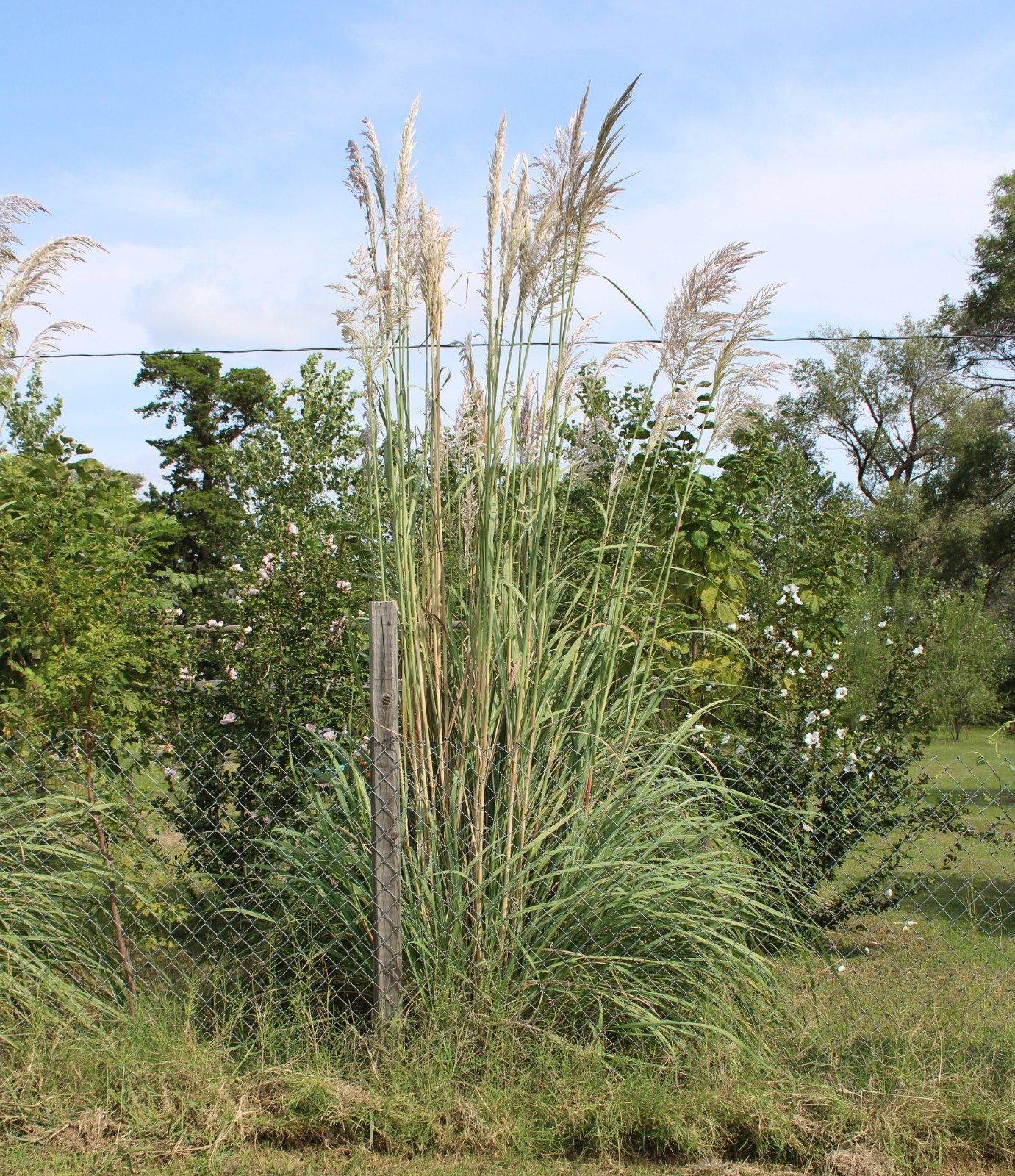 1000+ Ornamental Pampas Grass Seeds Perennial Drought Hardy Fast Growers 10 Feet