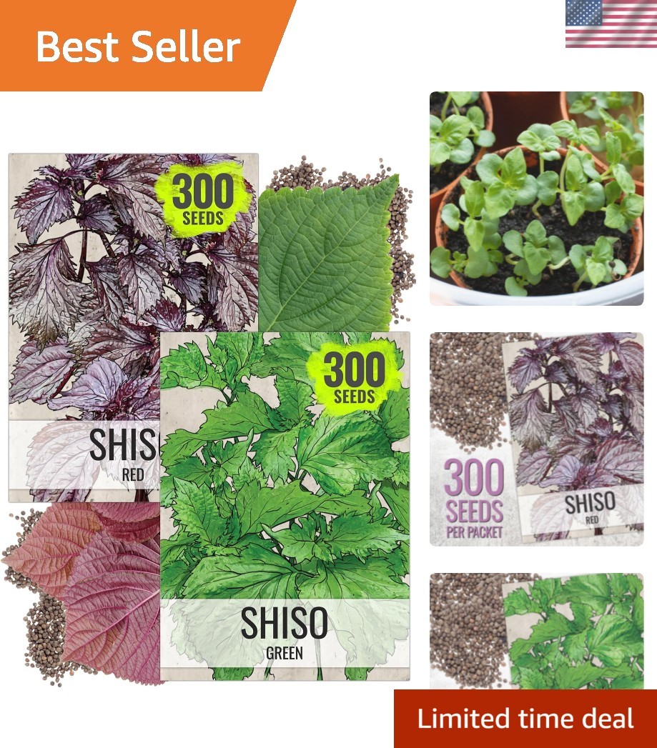 Shiso Seeds for Planting Green & Red Perilla – Non-GMO Heirloom & Untreated H…