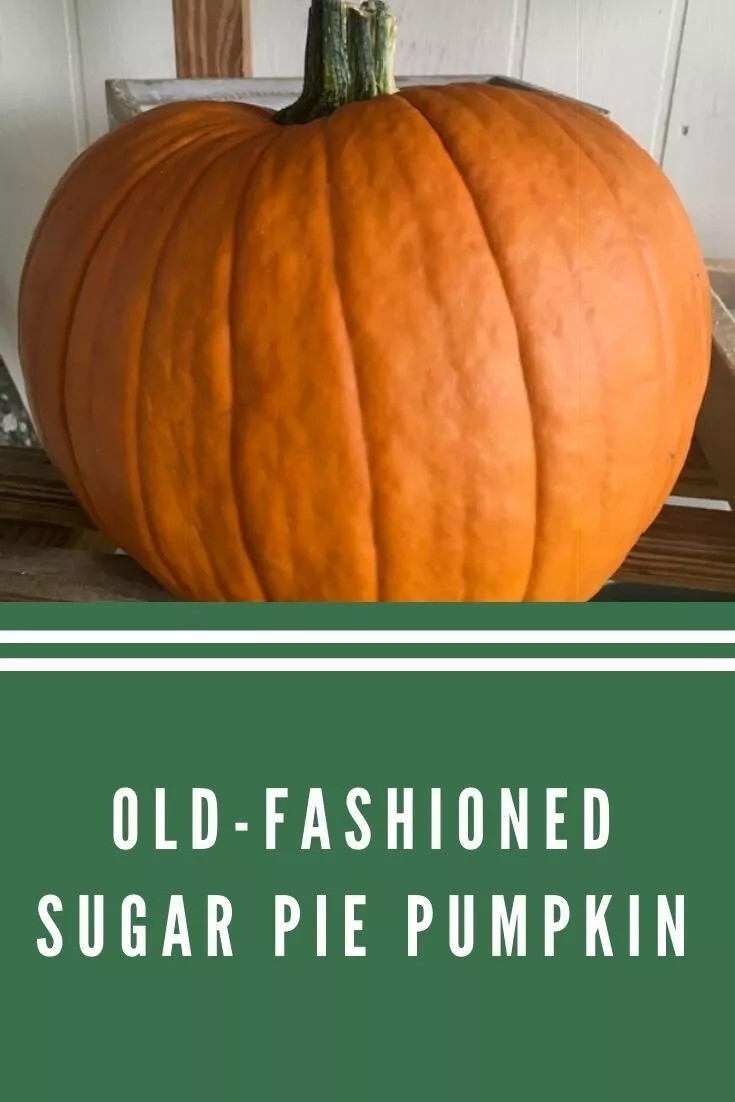 10+ Sugar Pie Pumpkin Seeds – Heirloom – Non GMO – Organic ——– PUMPKIN PIE