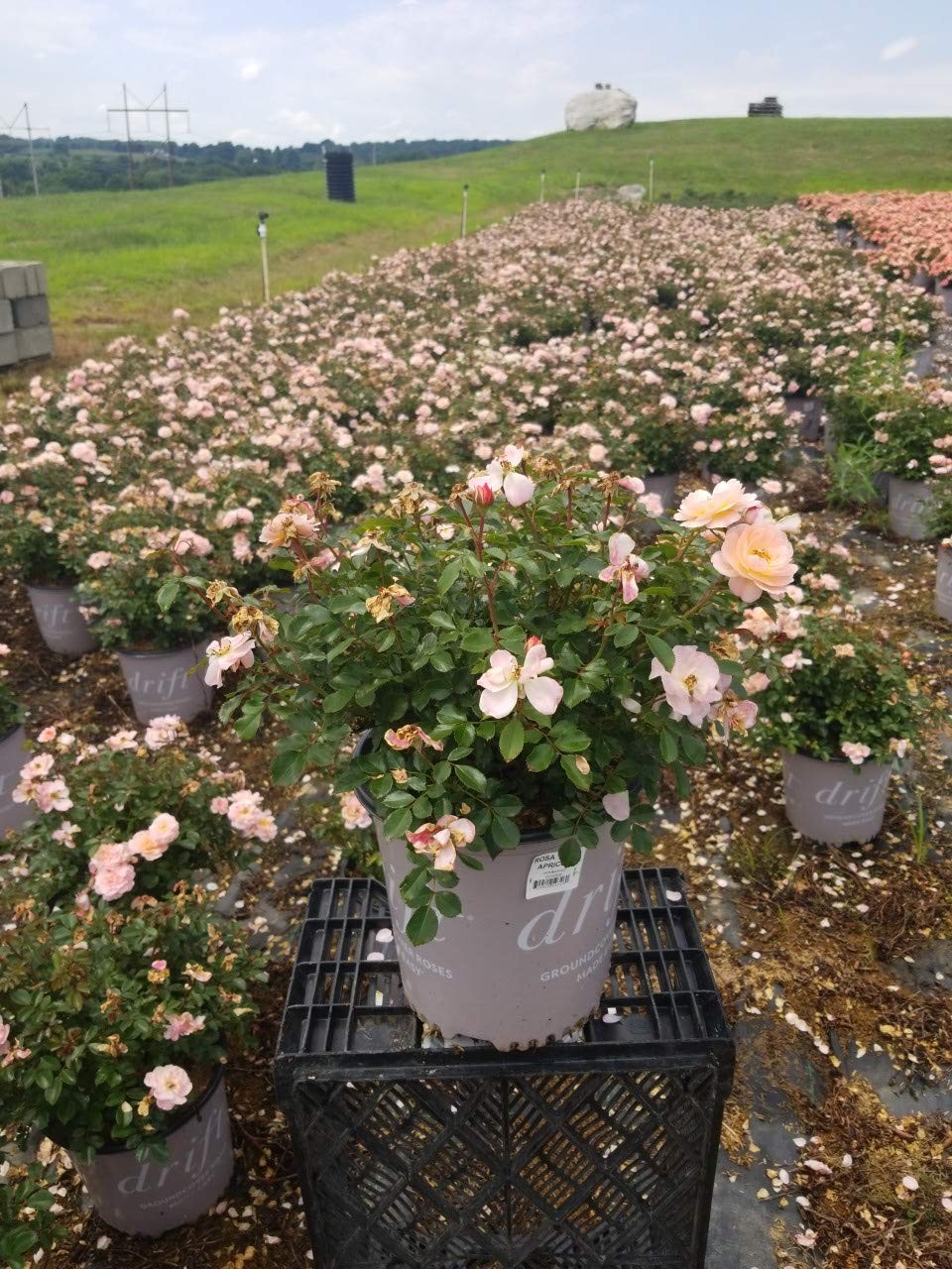 Apricot Drift Roses – Double Flowering, #2 Container Size, Perfect for Gardens