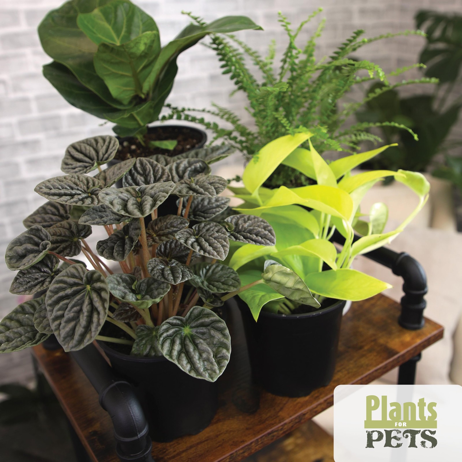 Essential Houseplant Collection (4PK) Live Plants Indoor Plants Live Housepla…