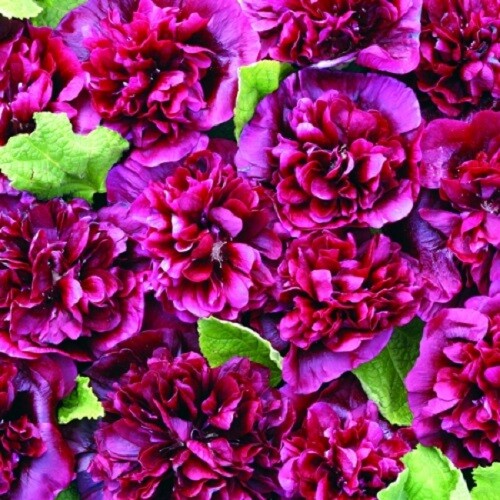 25 Double Blackberry Hollyhock Seeds Perennial Flower Flowers Seed 38 US SELLER
