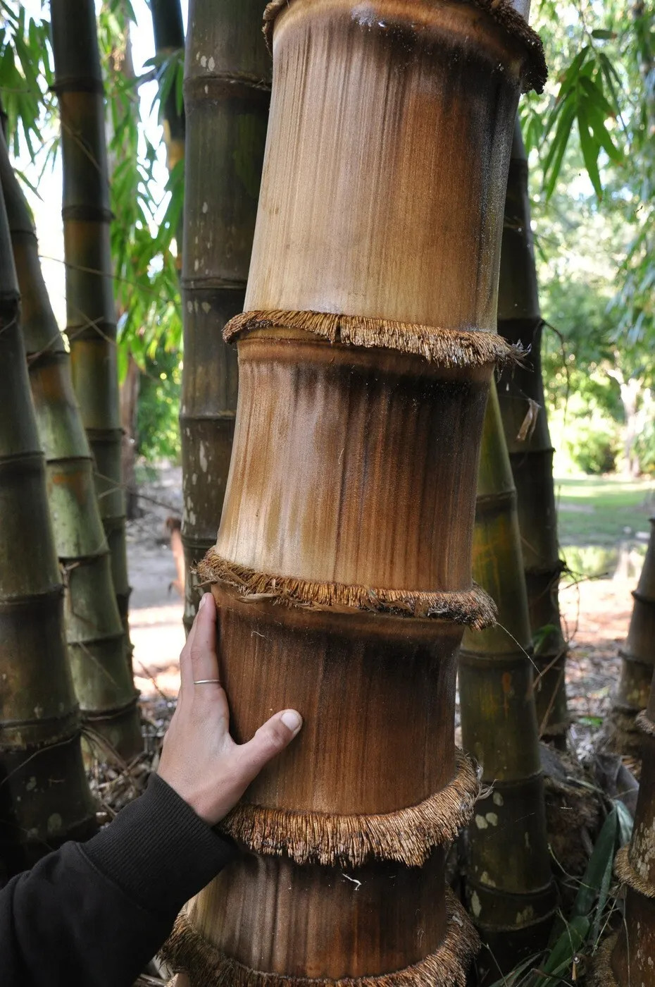 10 Black Male BAMBOO SEEDS