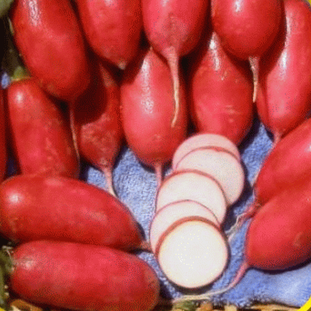 Lady Slipper Radish Seeds, NON-GMO, Fast Harvest, Variety Sizes, FREE SHIPPING