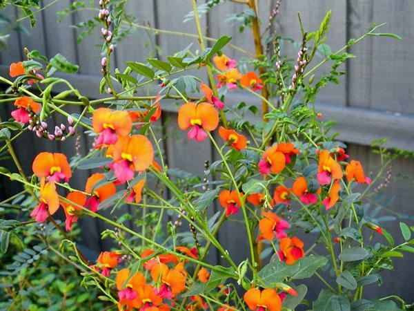 Chorizema diversifolium | Climbing Flame Pea | 20 Seeds