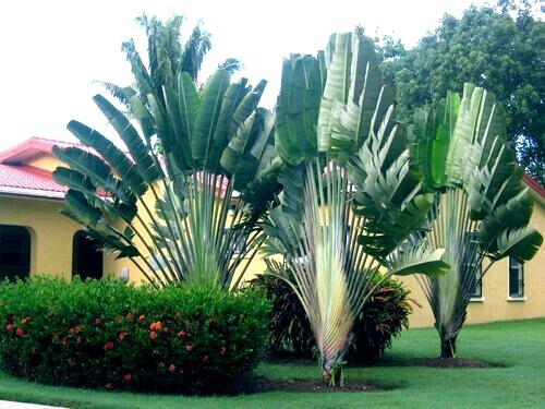 TRAVELERS PALM TREE SEEDS (Ravenala madagascariensis) Bird of Paradise Plant