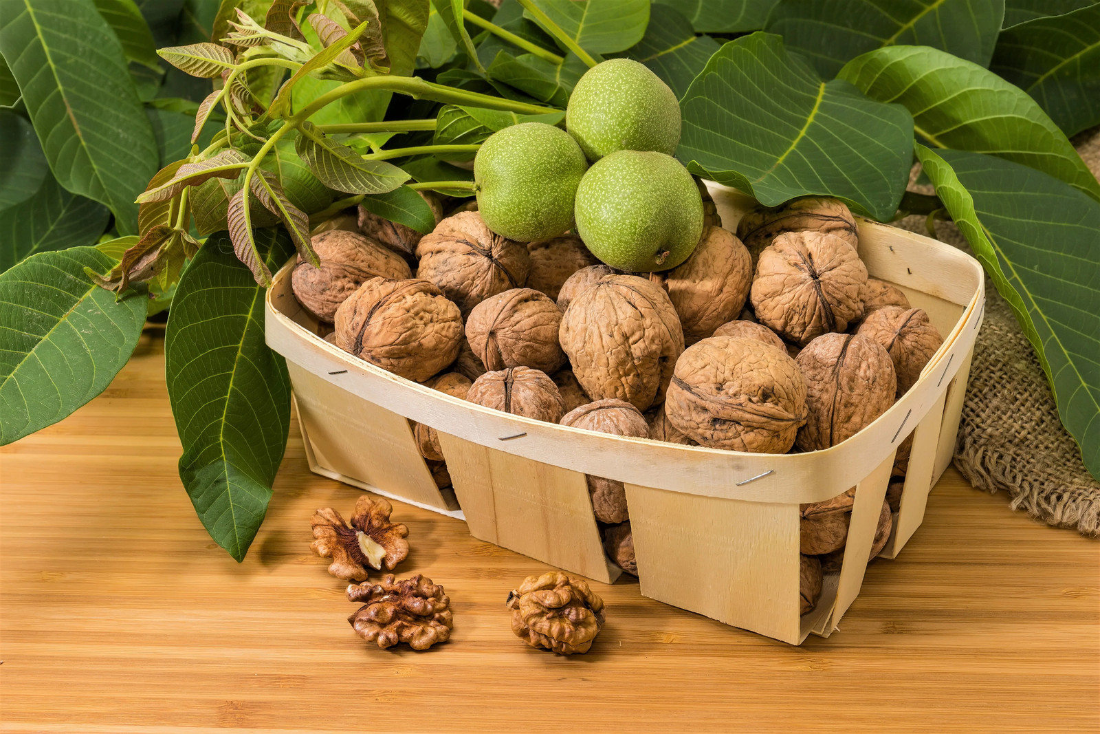5 ENGLISH WALNUT Common Hardy Carpathian Nut Fruit Tree Juglans Regia Seeds