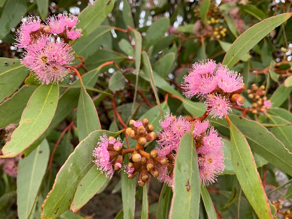 50x Eucalyptus albopurpurea Seeds – ‘Purple-flowered Mallee Box’