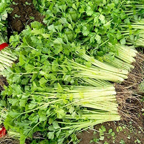 Chinese Light Green Celery Seeds | Non-GMO | Free Shipping | Seed Store | 1115