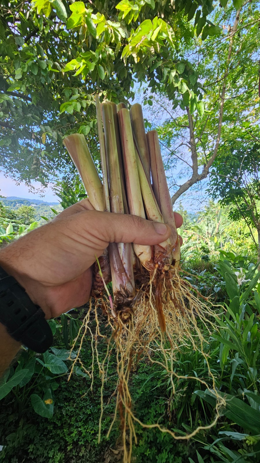 5 Lemongrass Stalks plugs, Cymbopogon Plant , natural herb that repels bugs!