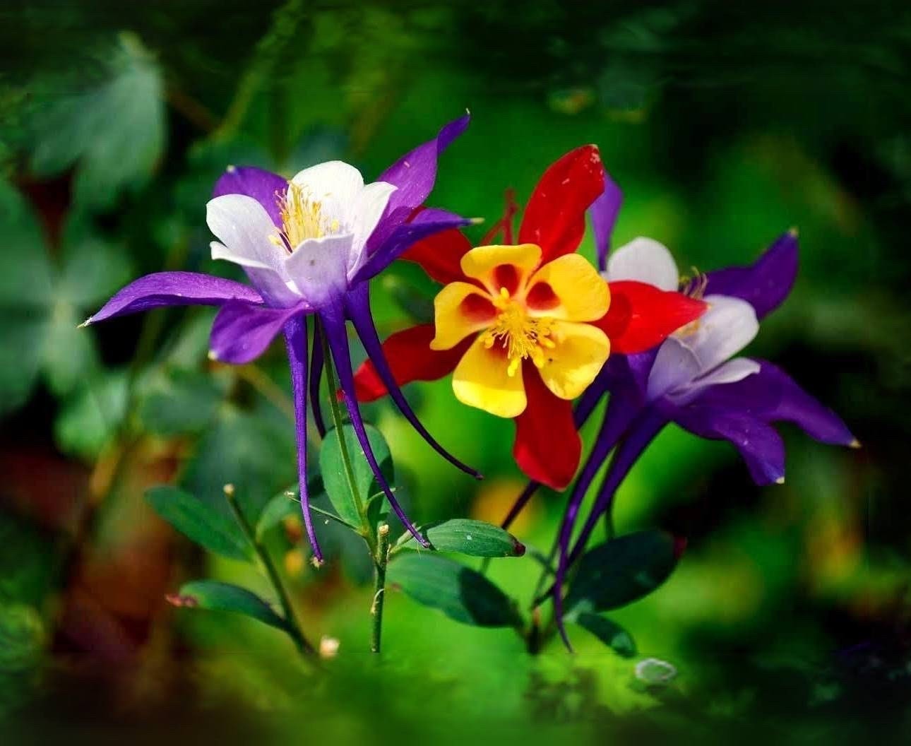 20 rare columbine flower seeds for spring summer Blue Yellow White red colorful