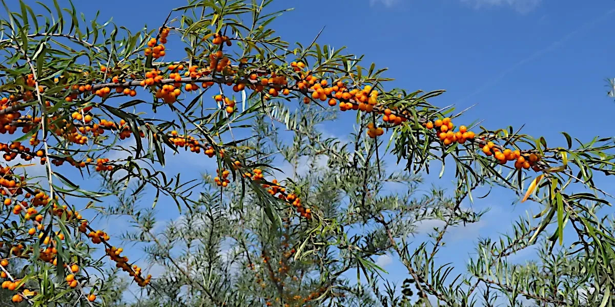 Sea Buckthorn “Seaberry” Tree Seeds (Hippophae Rhamnoides) Cold Hardy Fruit