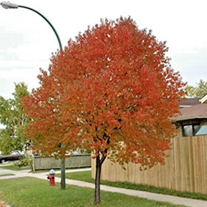 Fire Cherry Tree | Premium Seeds | Prunus pensylvanica ‘Summer’ | Plants’®
