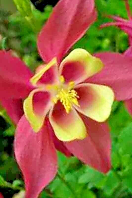 400 COLUMBINE MCKANA GIANTS SEEDS PERENNIAL SPRING MIX FLOWER DEER RESISTANT USA