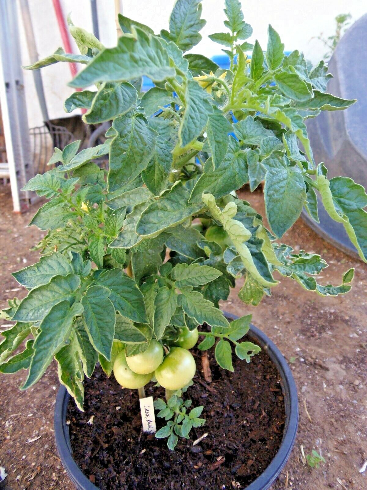 Czech Bush Tomato – perfect for container planting