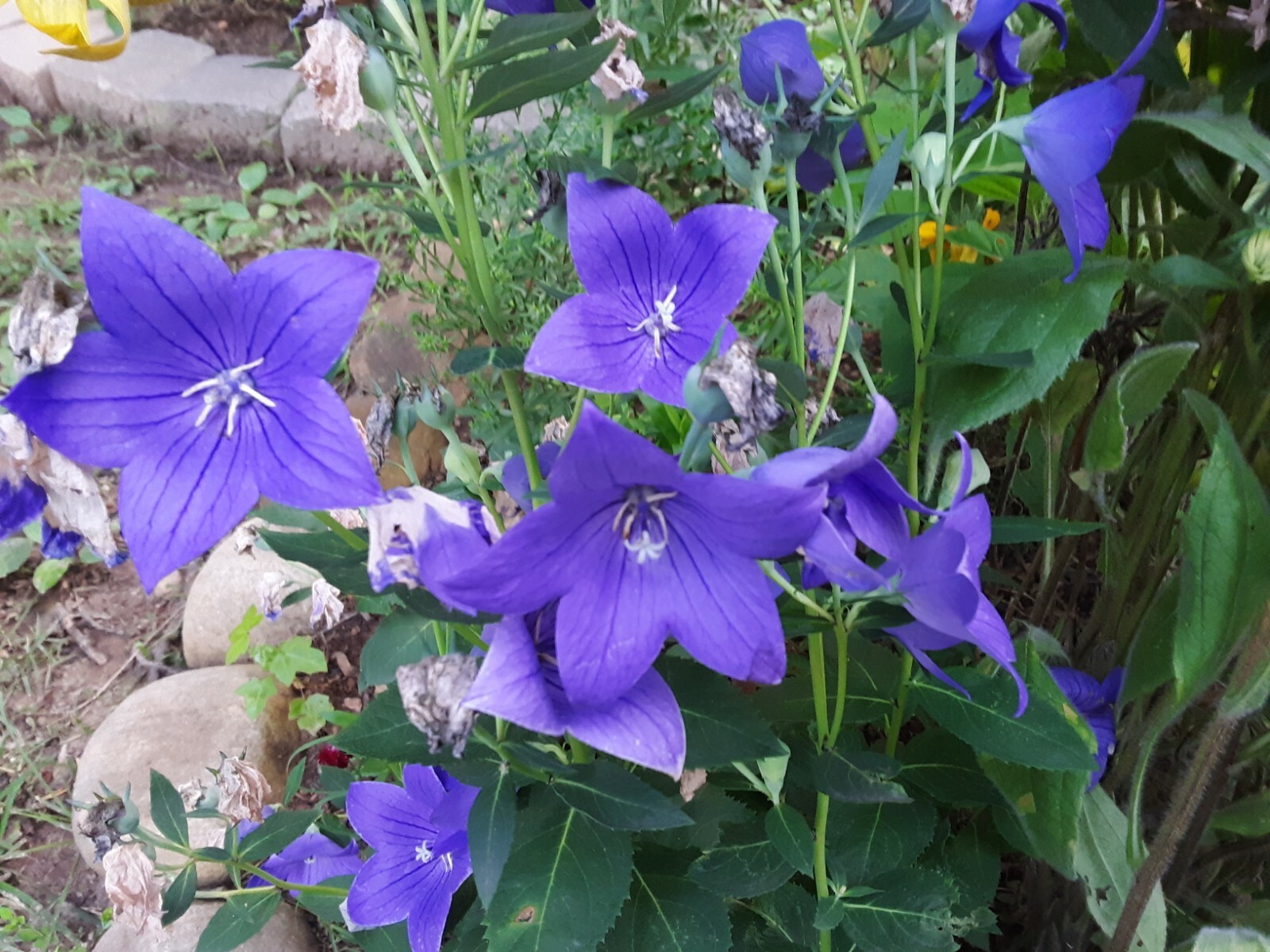 250+ Perennial Purple Balloon Flower Seeds; US grown seeds.