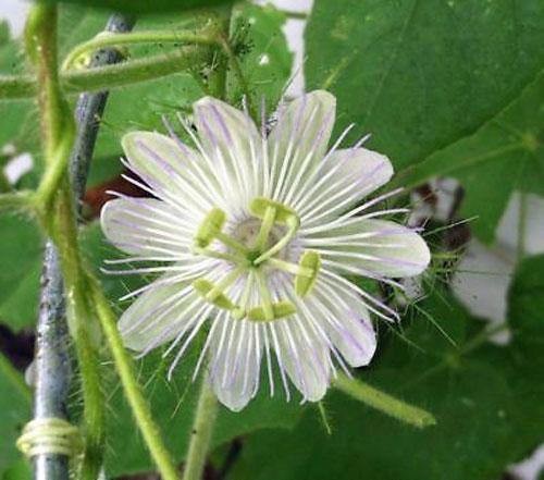 Passiflora foetida Alba | Love-In-A-Mist | Running Pop | 5 Seeds