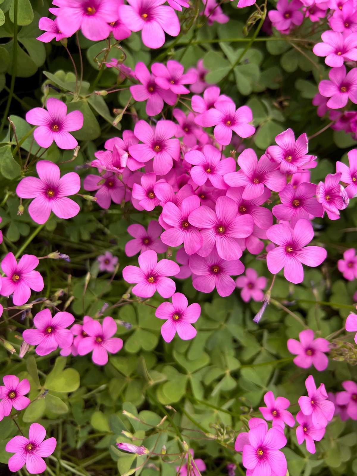 Oxalis “Articulata ssp Rubra” Shamrock/Wood Sorrel Bulb or Plant (You Choose)