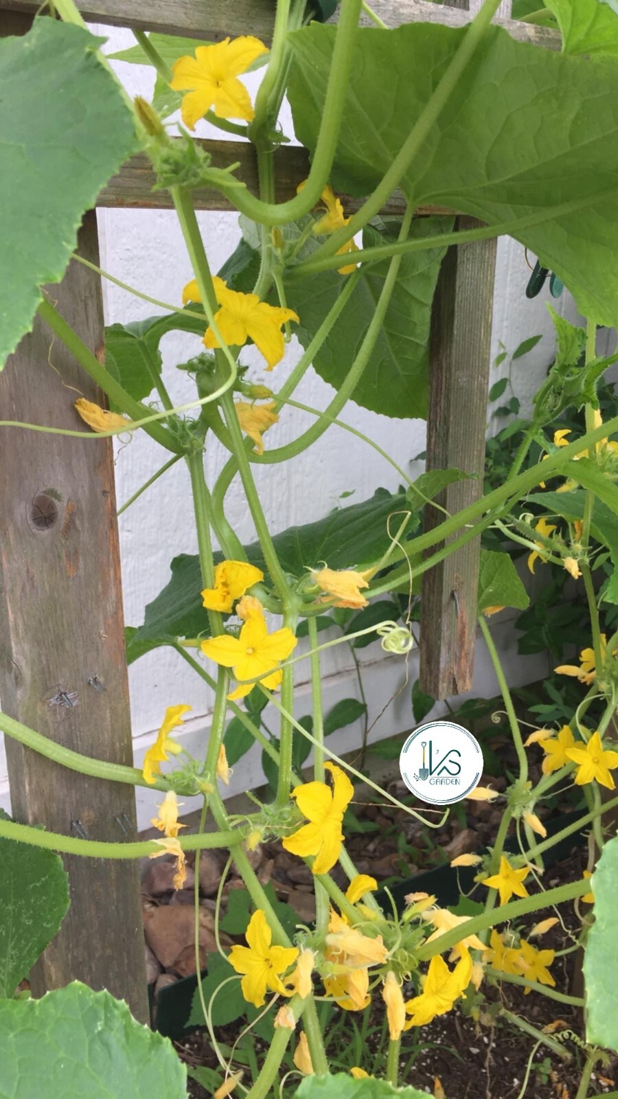 (20 PCS) F1 CUCUMBER SEEDS, DƯA LEO LAI F1 | 98% GERMINATION |