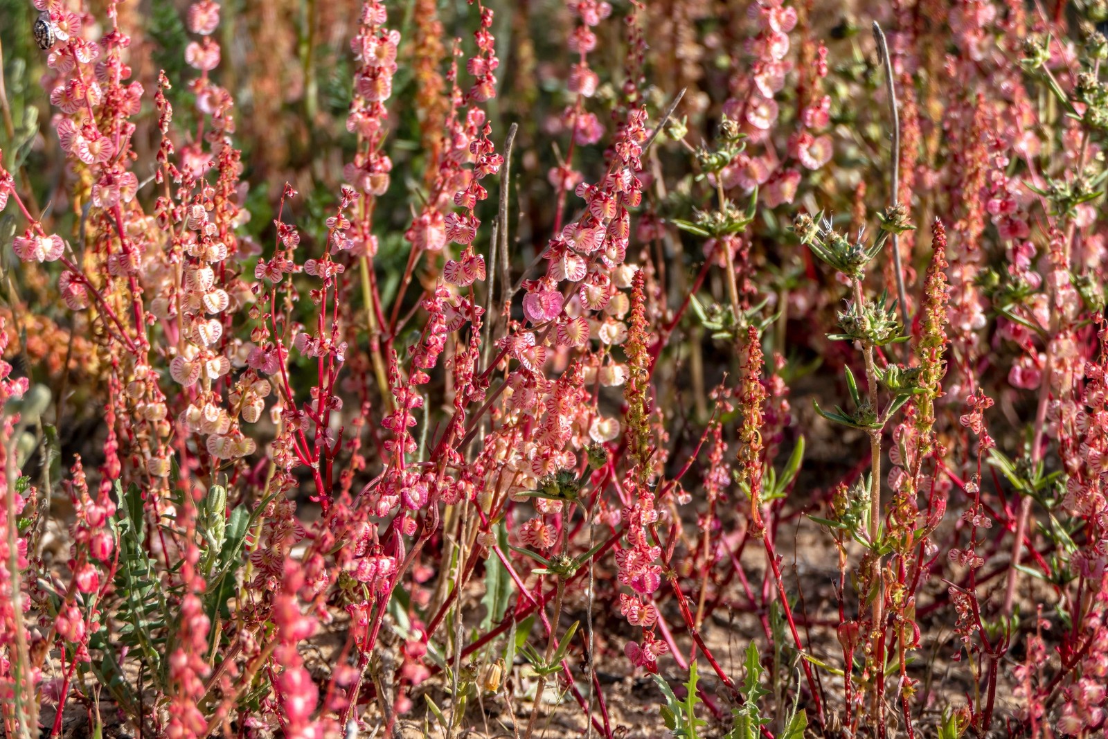 100 SHEEP SORREL Rumex Acetosella Red Field Sorrel Sour Weed Herb Flower Seeds