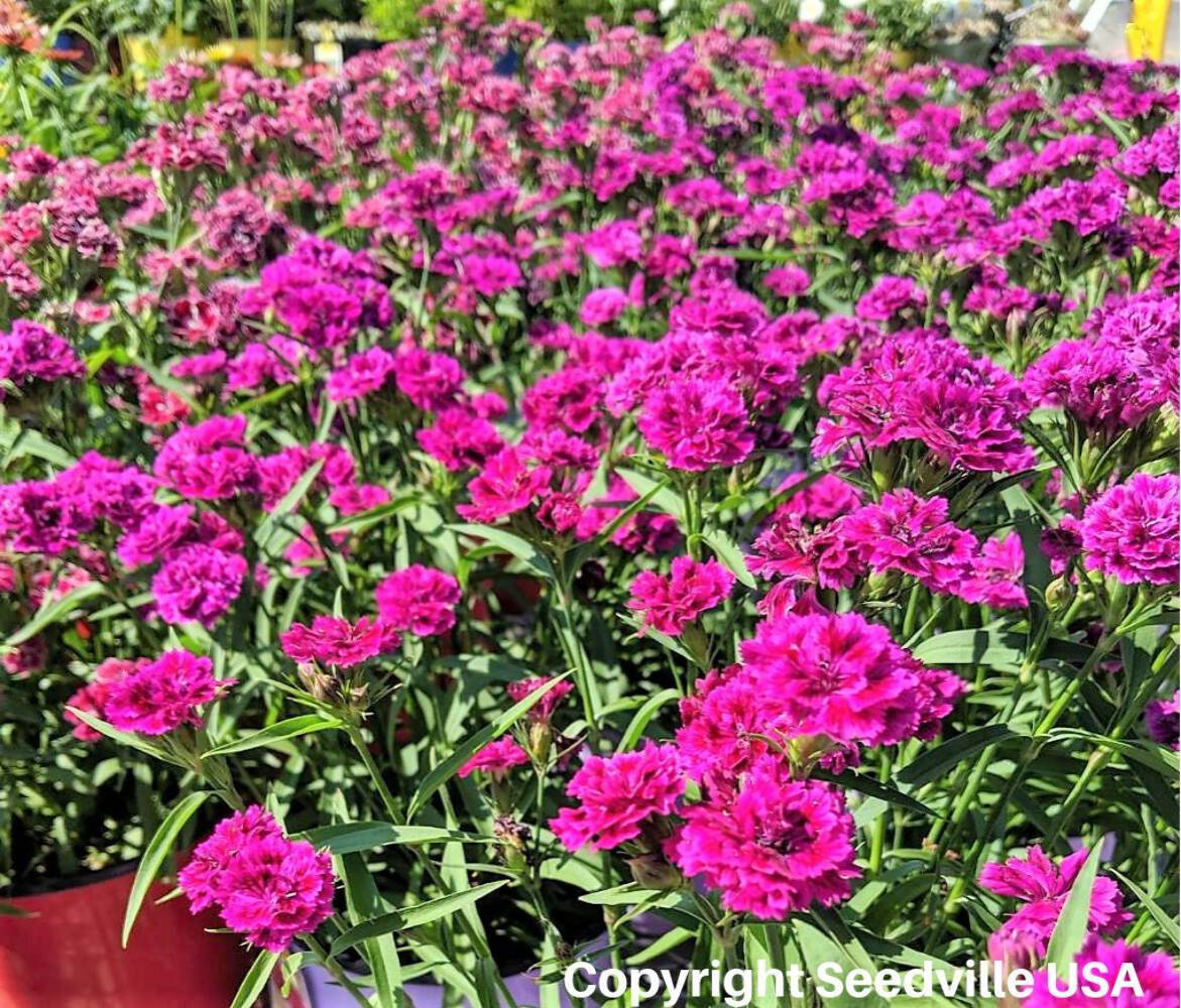 50 MAGENTA CARNATION Dianthus Caryophyllus Chabaud Flower Seeds *Comb S/H