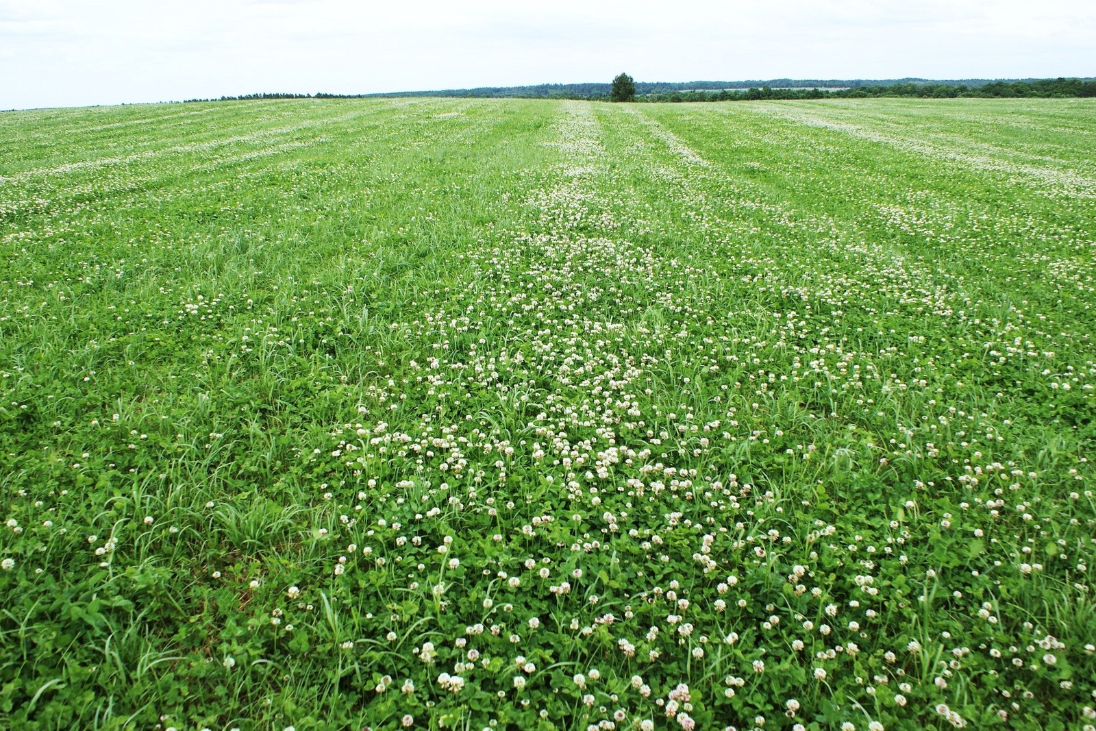 Dutch White Clover Seeds – For 2025 Planting Lush Lawn Cover Landscape Clovers