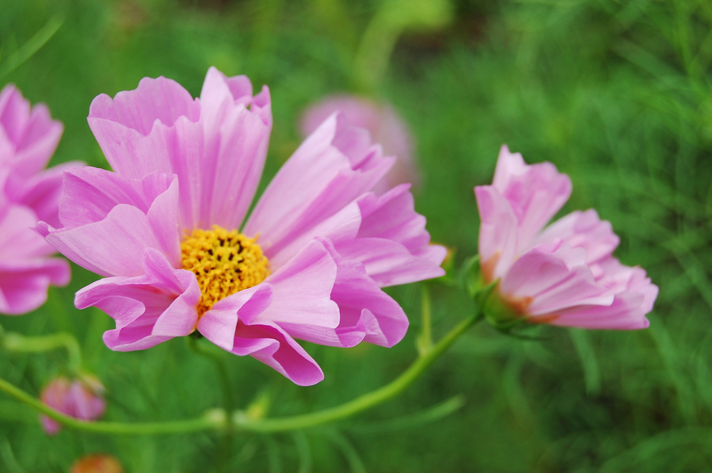 150 SEEDS – cosmos SEA SHELLS seashells shell- GroCo USA – BUY ANY 15-SHIPS FREE