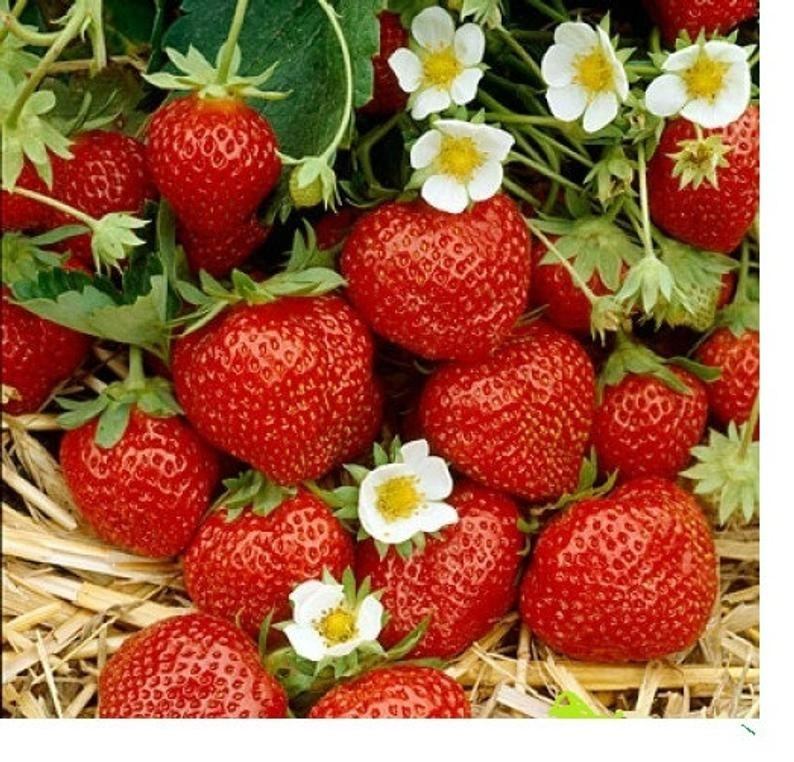 12 Strawberry Plants “Ozark Beauty” Everbearing (Pack of 12 Bare Root) Zone 4-9