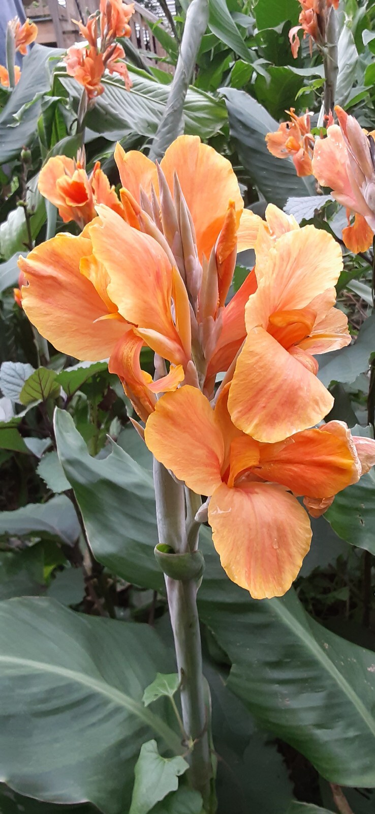 Sunrise Canna Lilly Bulbs (2 Count)