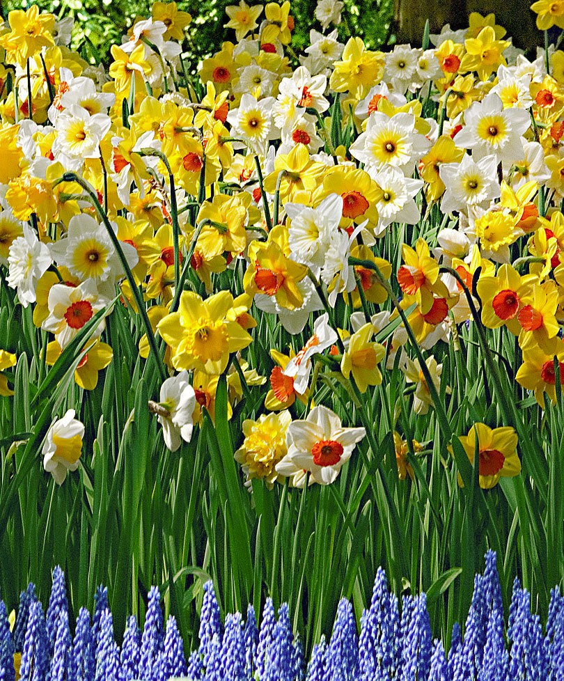 5 mixed Daffodil & Narcissus bulbs ~Woodland gardens ~Naturalize **Spring Planti
