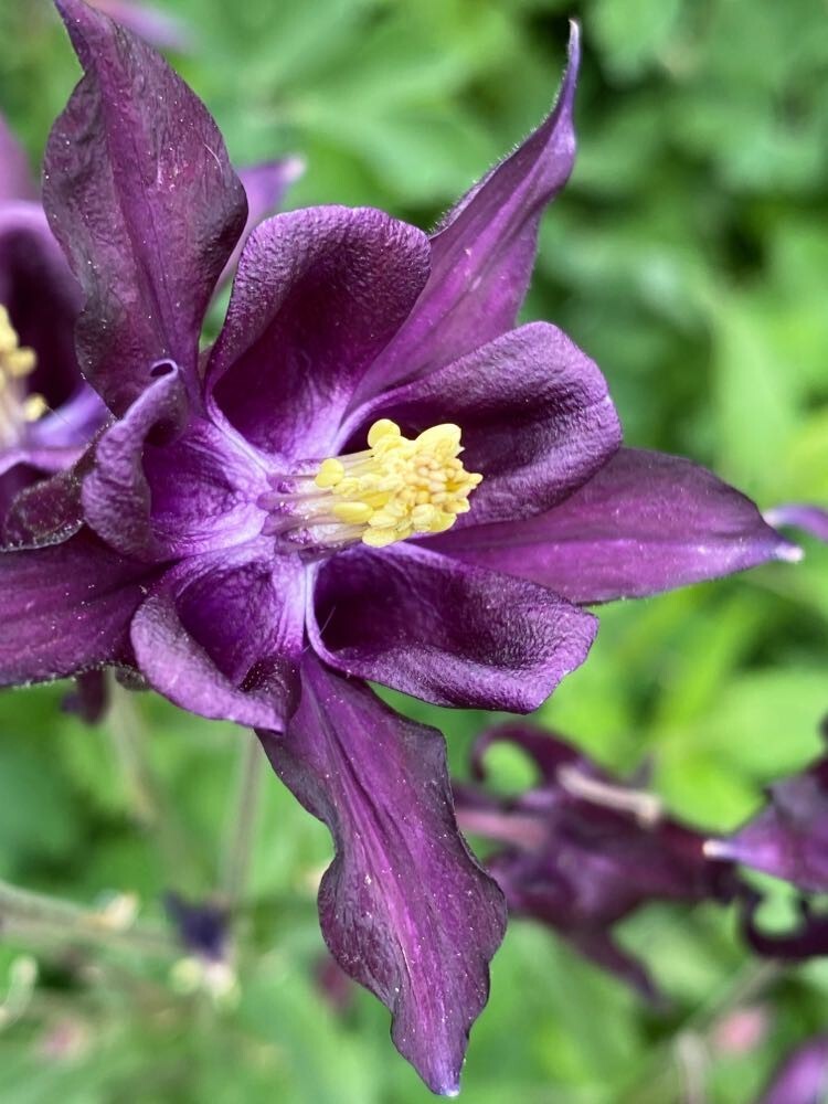 Columbine PURPLE HAZE Mix Perennial Hummingbirds Butterflies Non-GMO 200 Seeds